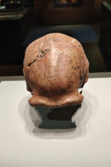 L'homme de Pékin - environ 700 000 à 200 000 ans Musée de la capitale - Pékin