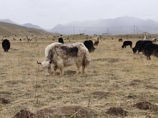 Xiahe - Prairie Sāngkē