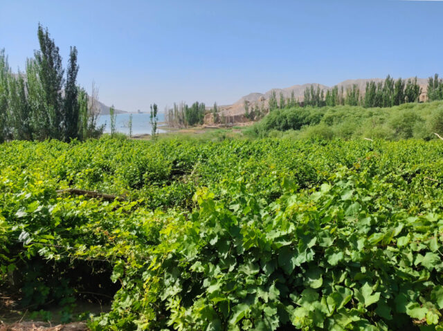 Le désert du Kumtag au Xinjiang