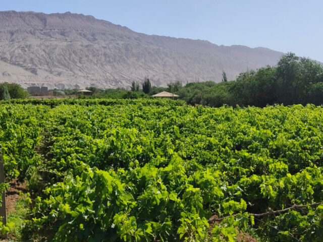 Vignobles de la vallée du Tuyoq