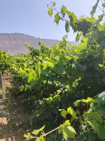 Vignobles de la vallée du Tuyoq