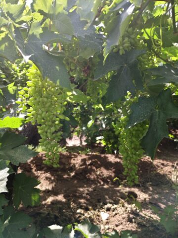 Vignobles de la vallée du Tuyoq
