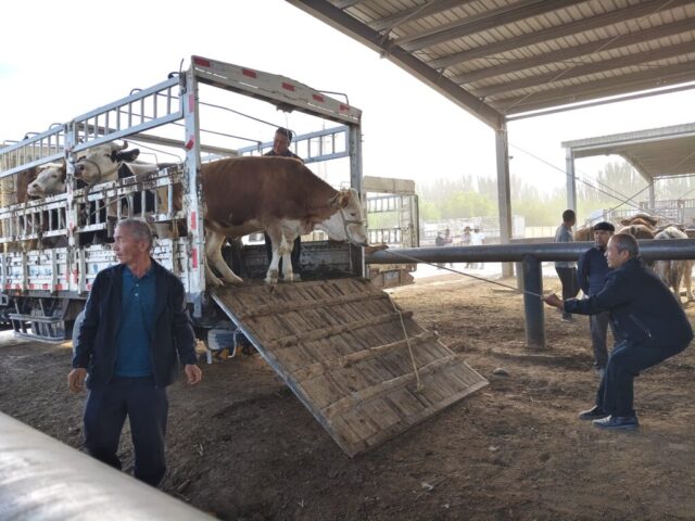 Marché aux bestiaux de Kashgar