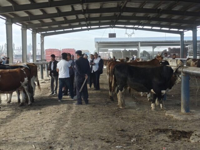 Marché aux bestiaux de Kashgar
