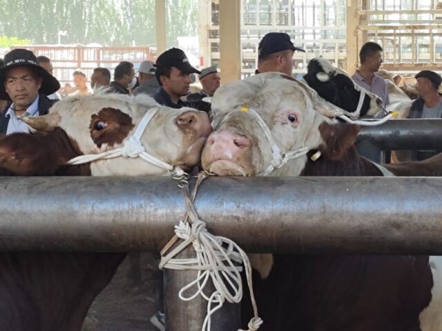 Marché aux bestiaux de Kashgar