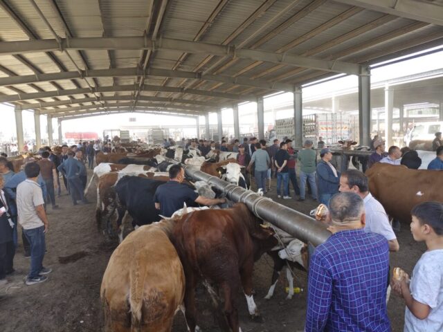 Marché aux bestiaux de Kashgar