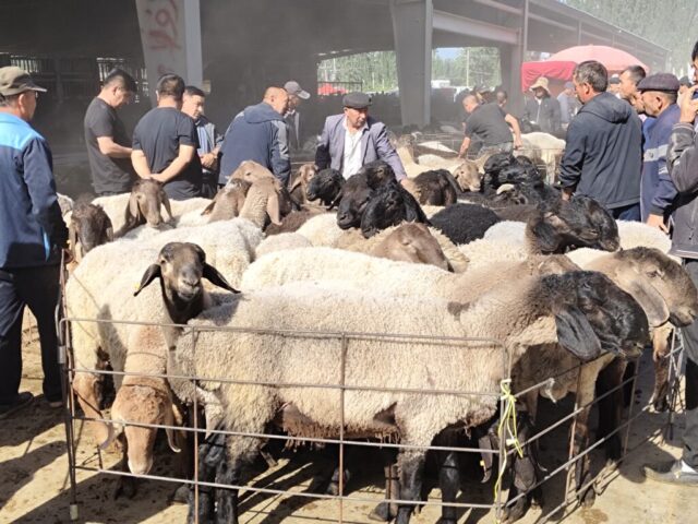 Marché aux bestiaux de Kashgar