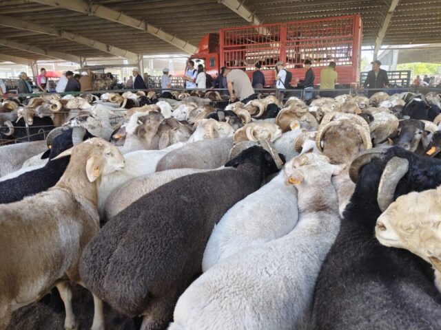 Marché aux bestiaux de Kashgar
