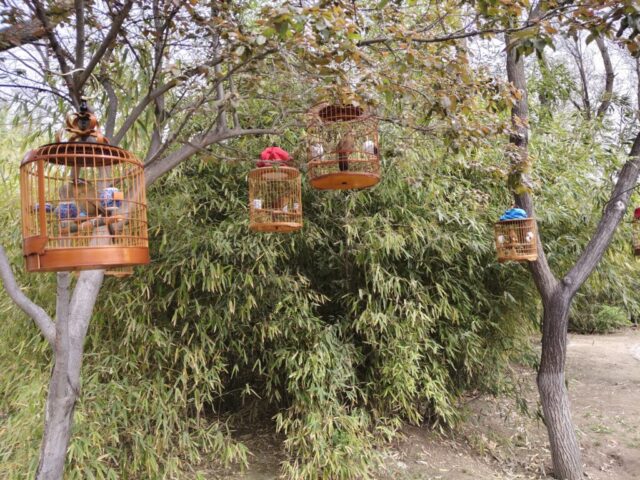 Les oiseaux en cage