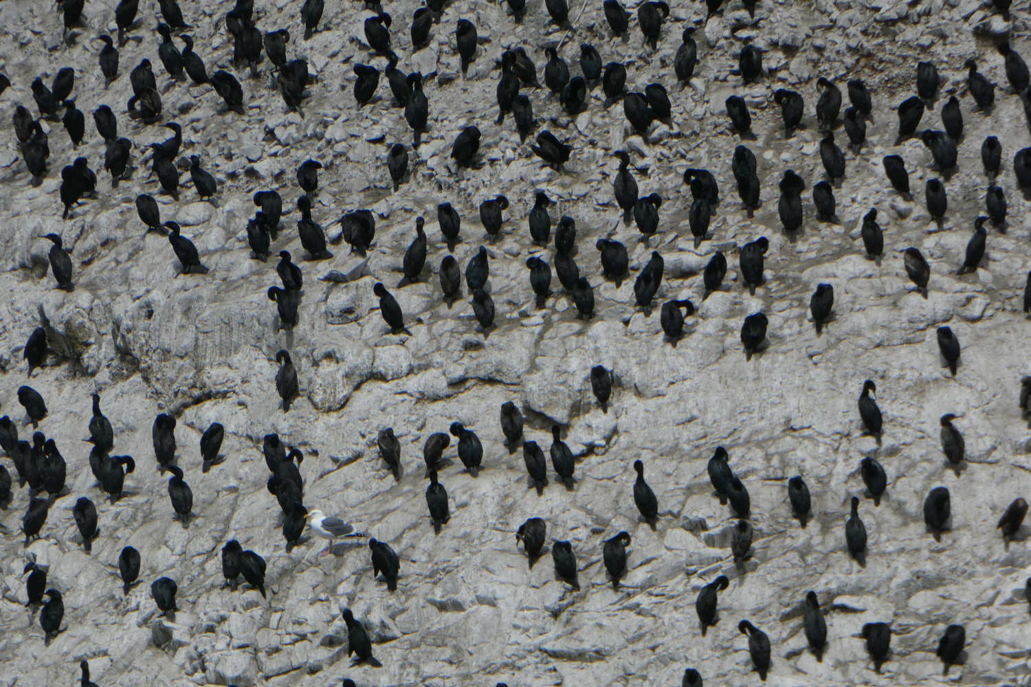 9-5 La baie et Alcatraz d 9-5 La baie et Alcatraz d